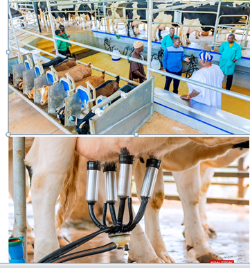 Rwanda: A new technology for milking  many cows at once