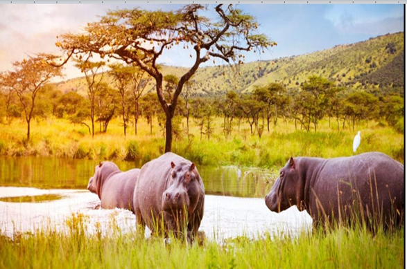 Senate Committee Informed of Insufficient Food Supplies for Park Wildlife