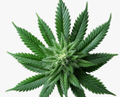 4,836 sachets of cannabis seized in Kigali